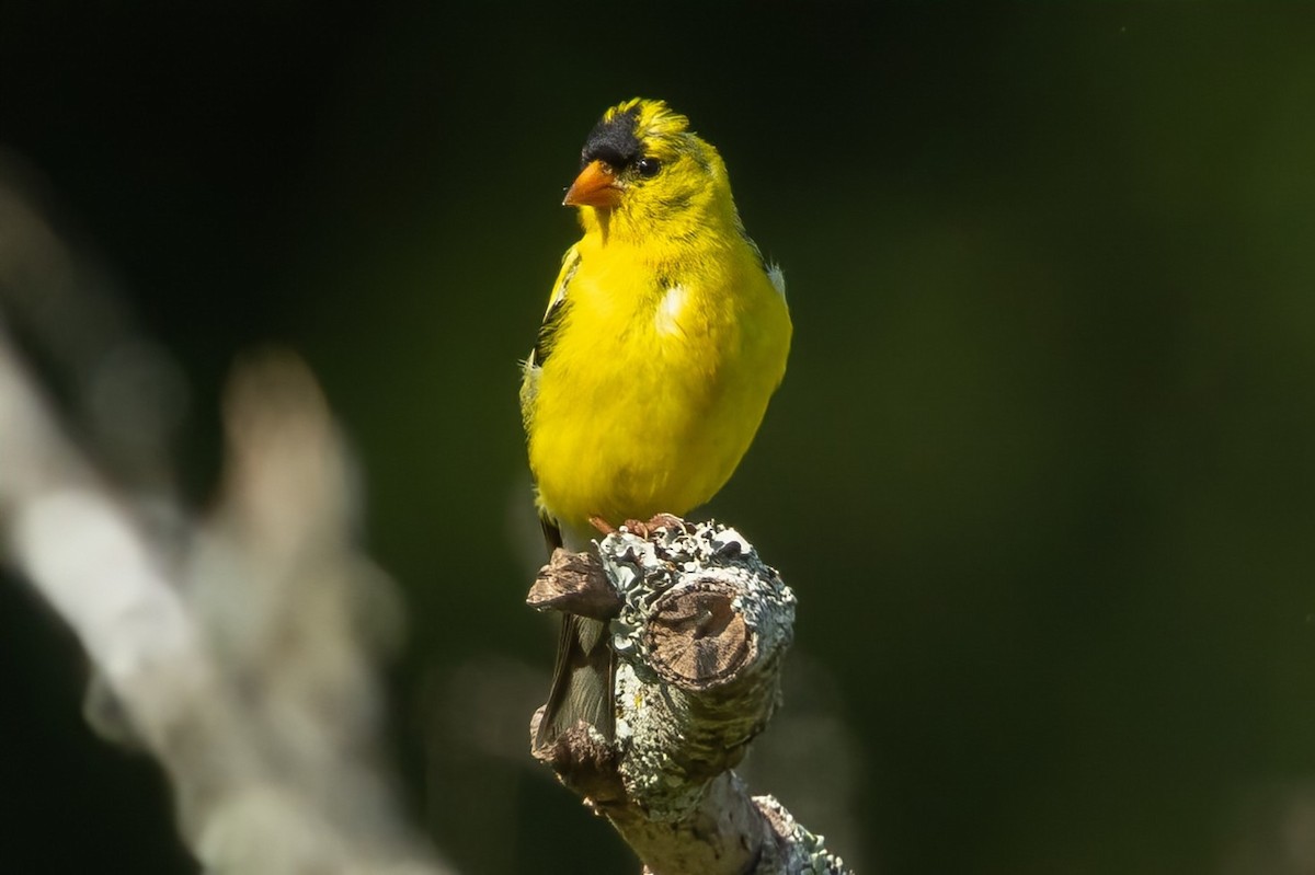 American Goldfinch - ML640837852