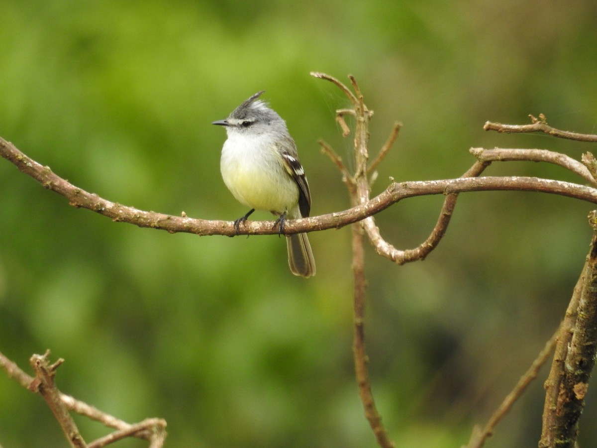 White-crested Tyrannulet - ML640837855