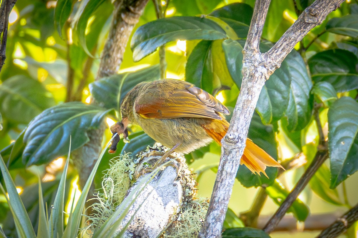 Streak-capped Spinetail - ML640837864