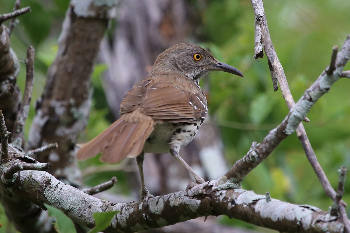 Long-billed Thrasher - ML640837946