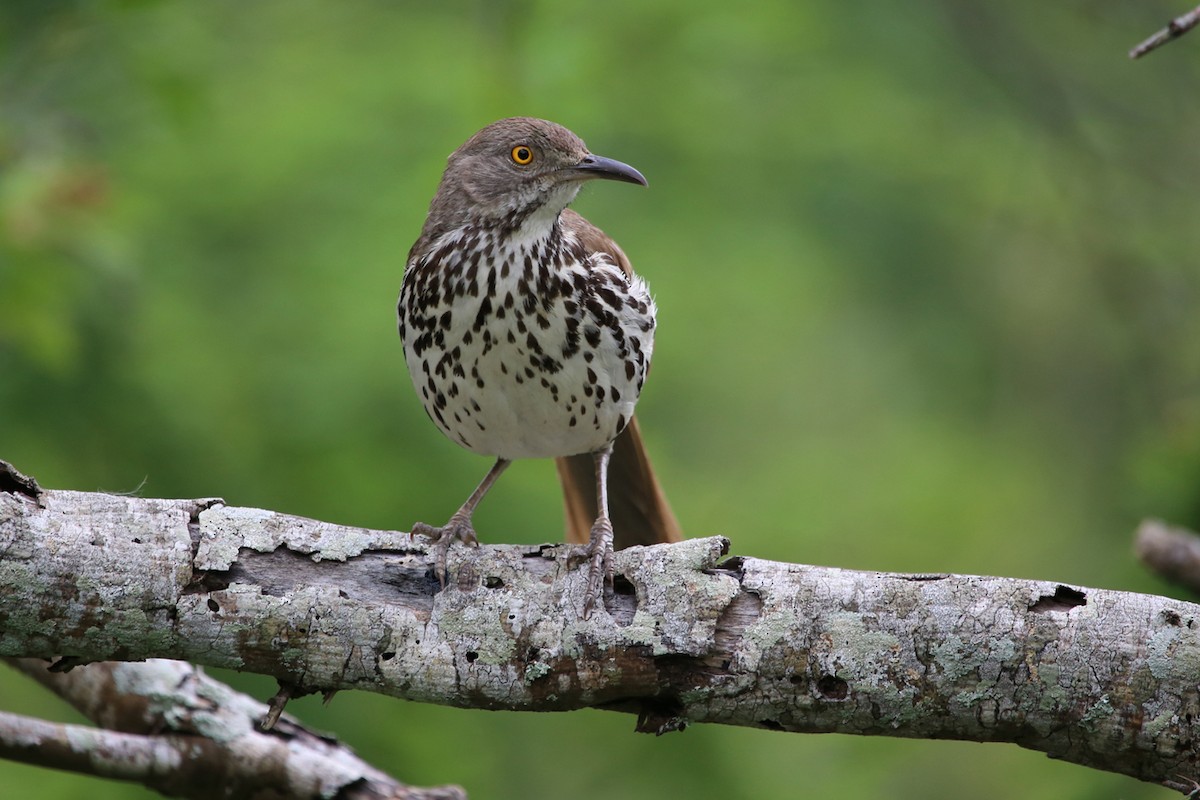 Long-billed Thrasher - ML640837947