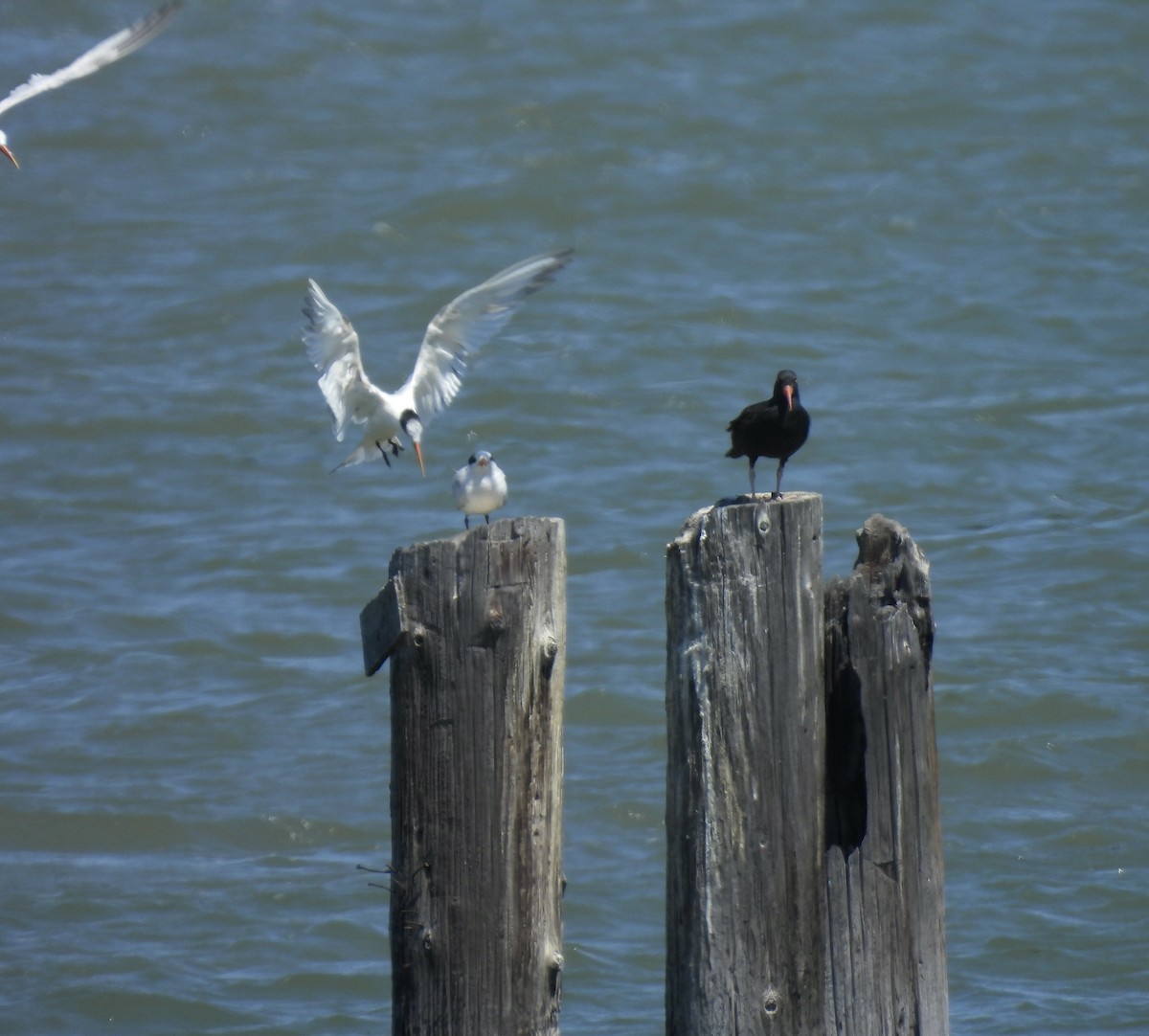 Black Oystercatcher - ML640837993