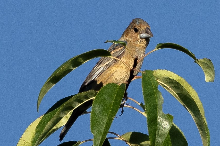 Blue Grosbeak - ML640838104