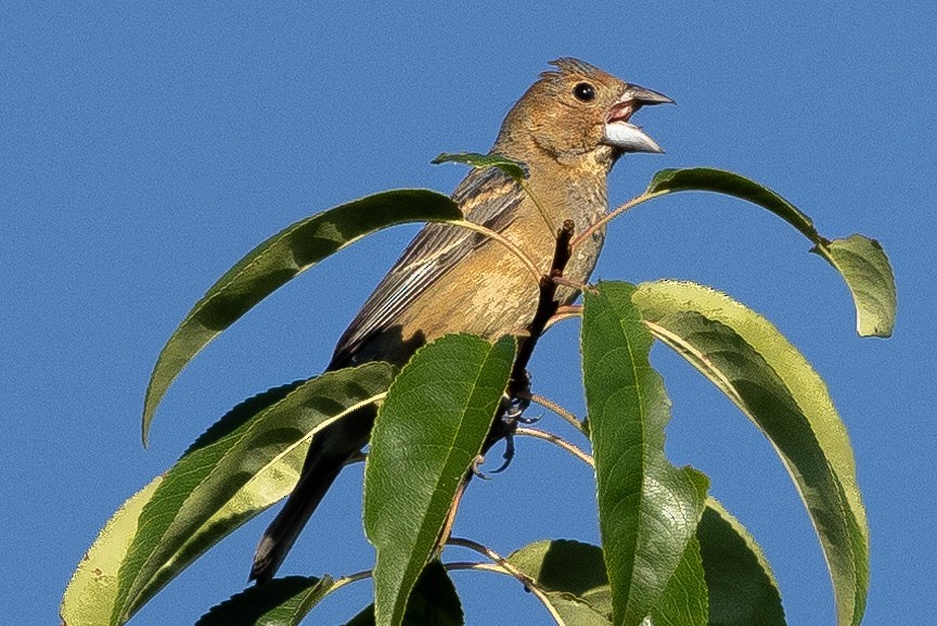 Blue Grosbeak - ML640838105