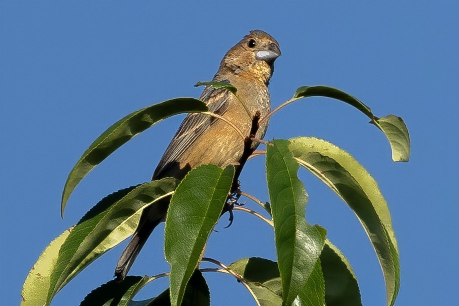 Blue Grosbeak - ML640838106