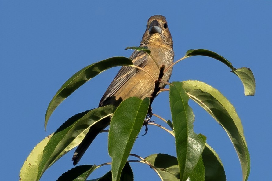 Blue Grosbeak - ML640838107