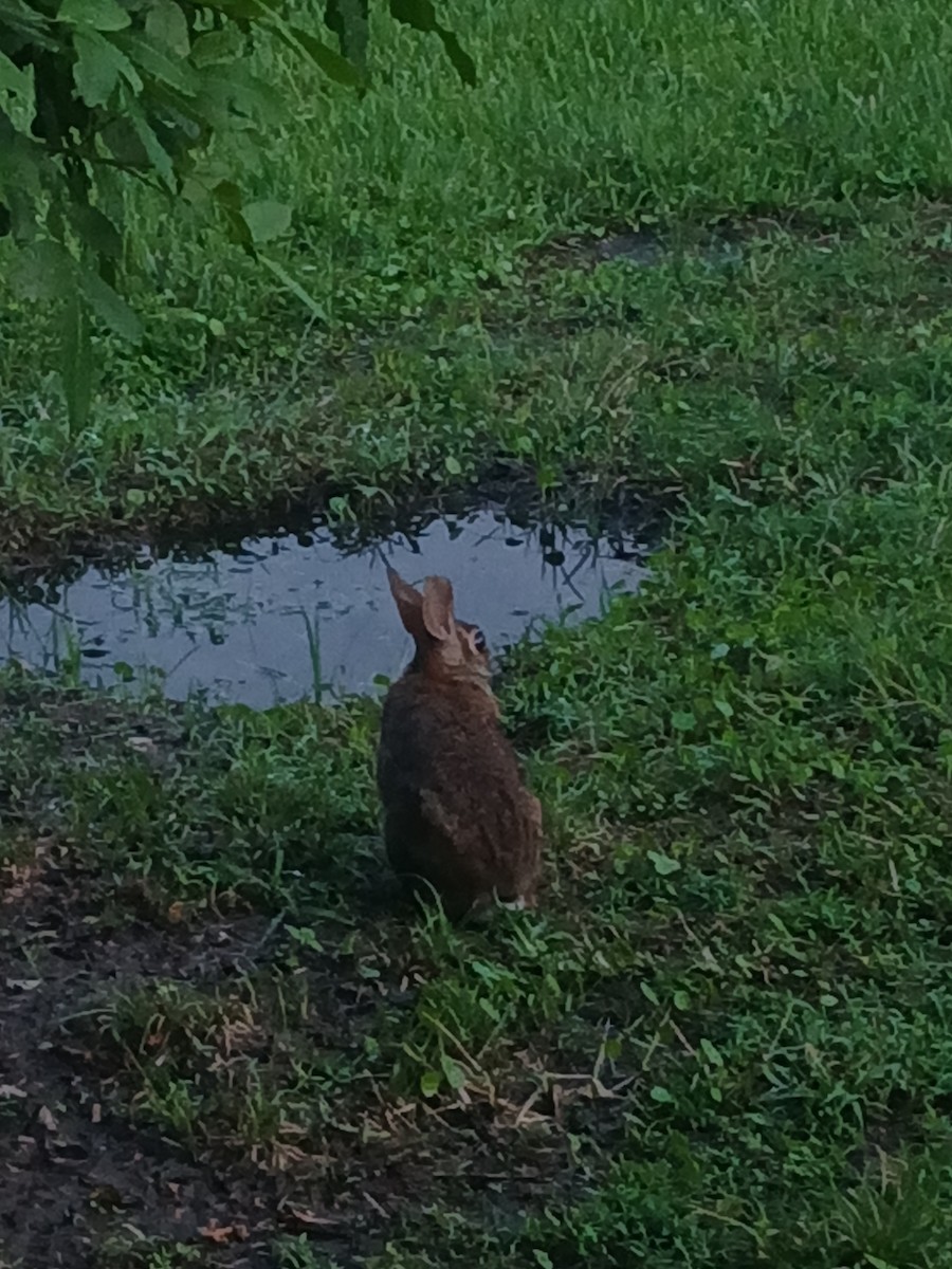 Eastern Cottontail - ML640838123