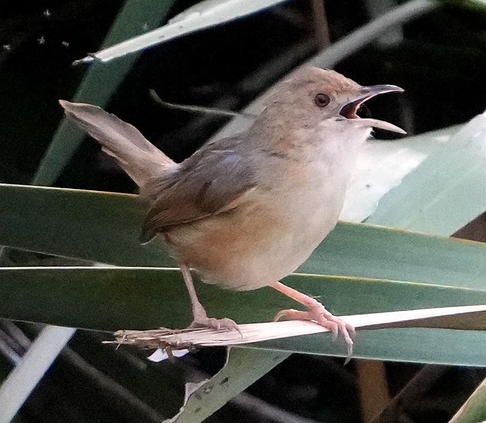 Red-faced Cisticola (Red-faced) - ML640838132