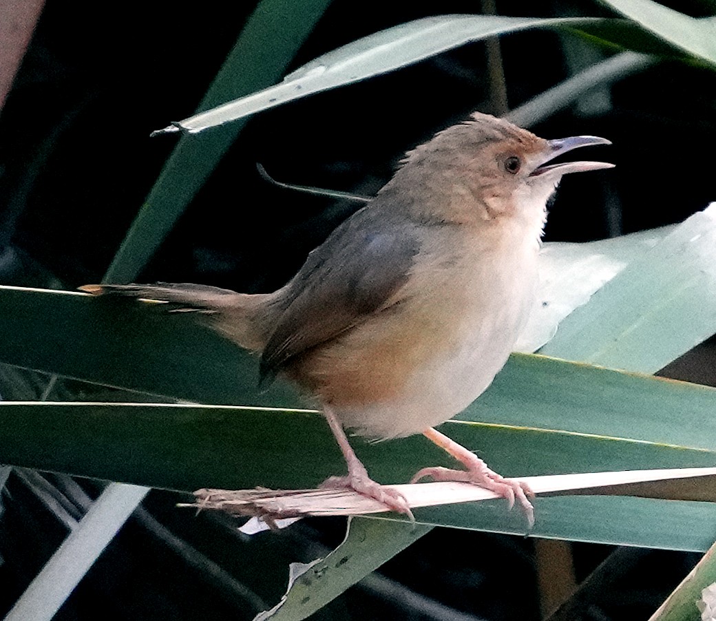 Red-faced Cisticola (Red-faced) - ML640838133