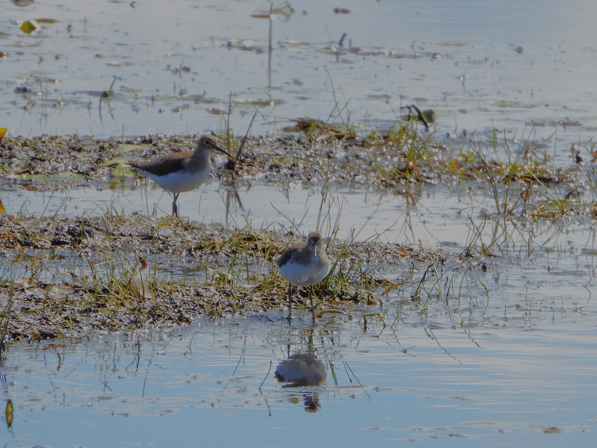 Solitary Sandpiper (solitaria) - ML640838153
