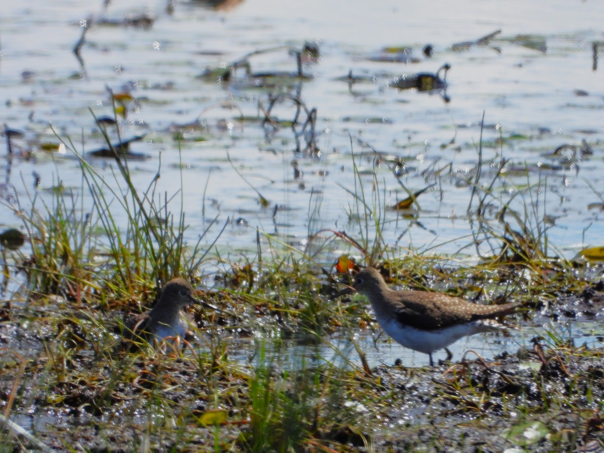 Solitary Sandpiper (solitaria) - ML640838154