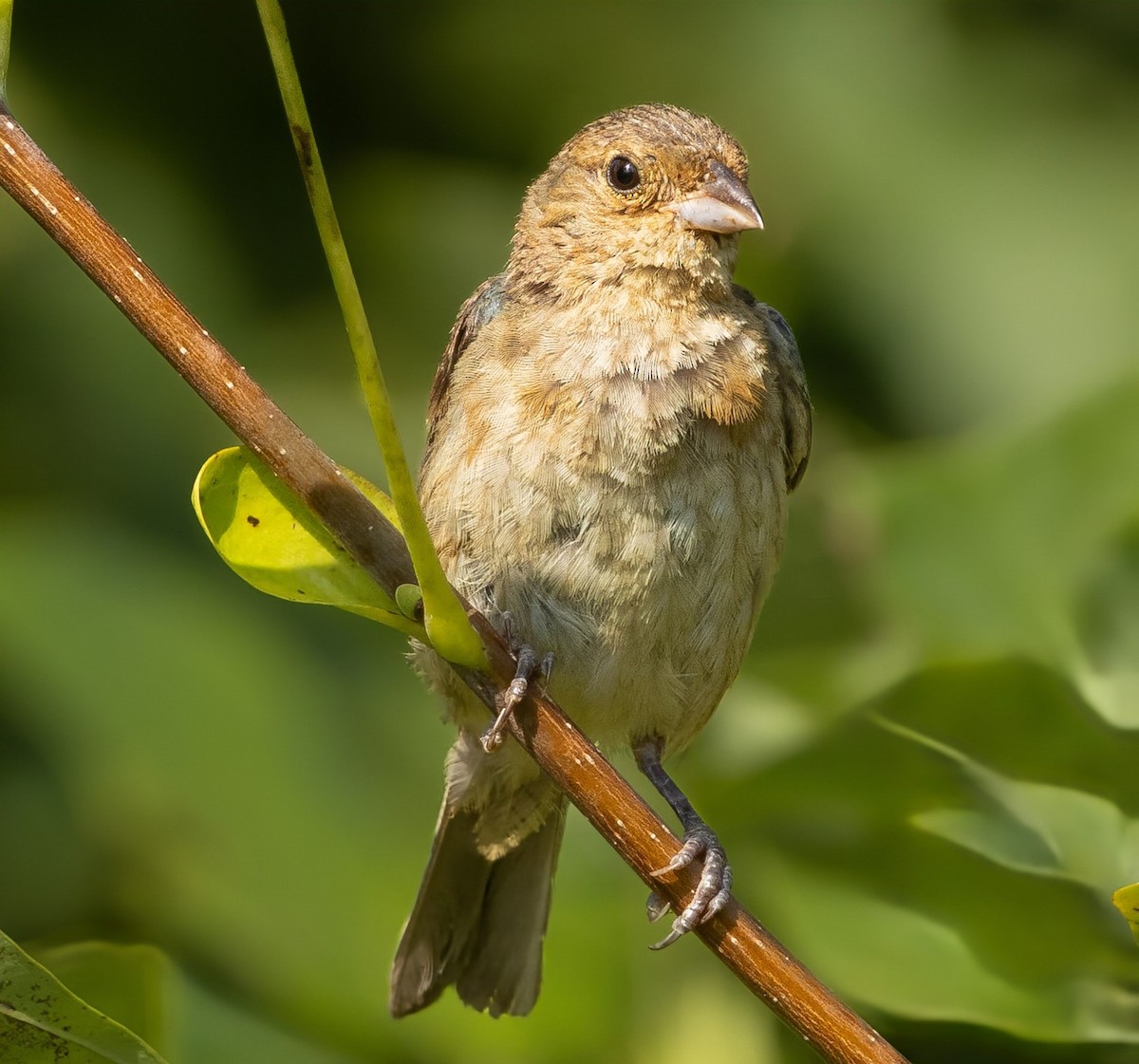 Indigo Bunting - ML640838194