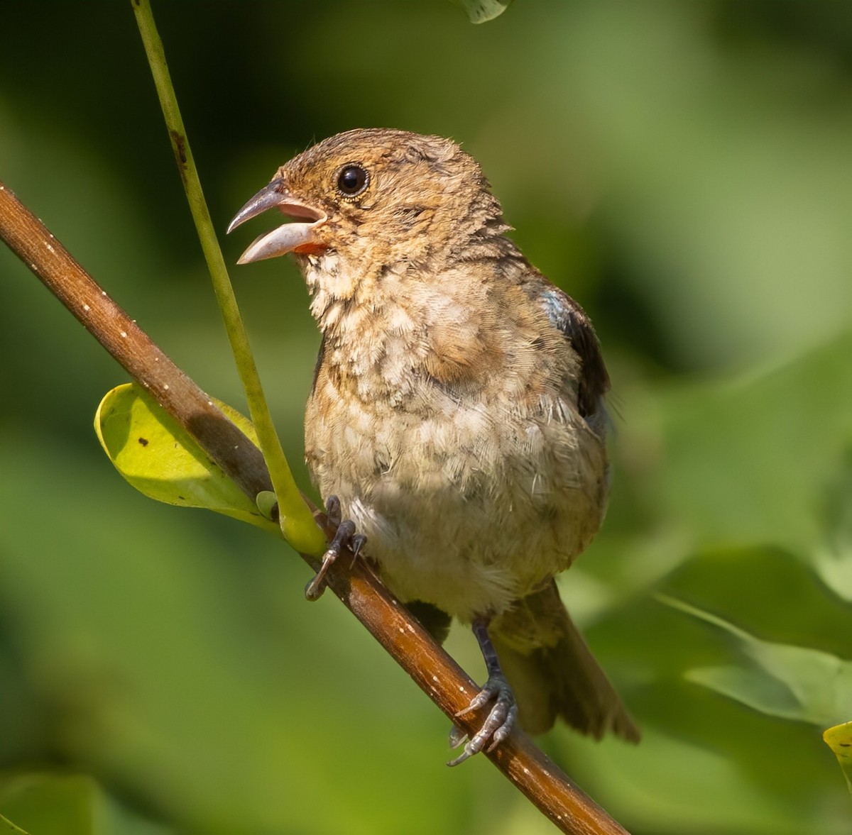 Indigo Bunting - ML640838195