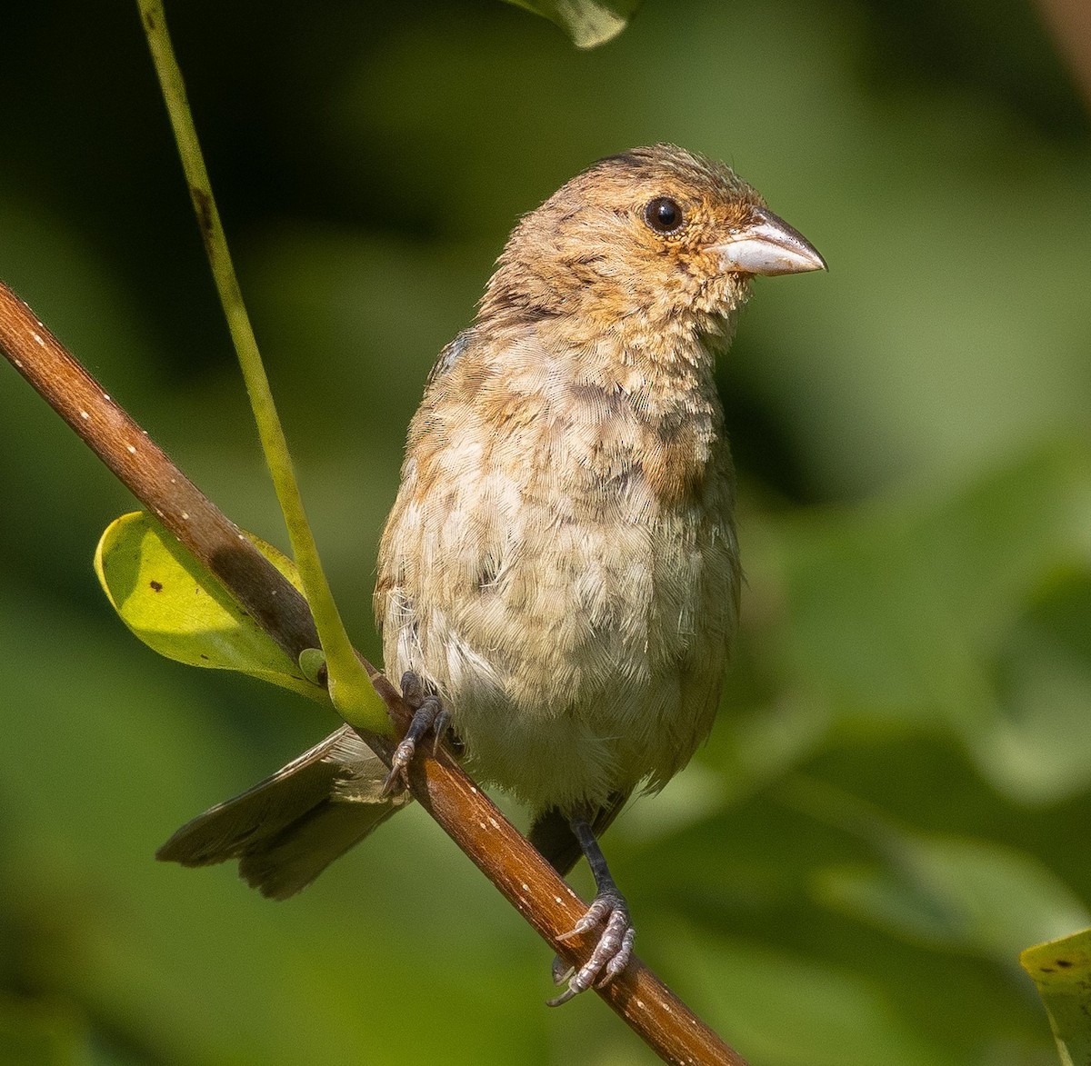 Indigo Bunting - ML640838196