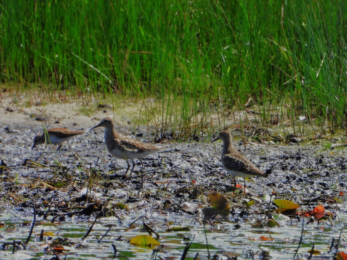 Pectoral Sandpiper - ML640838212