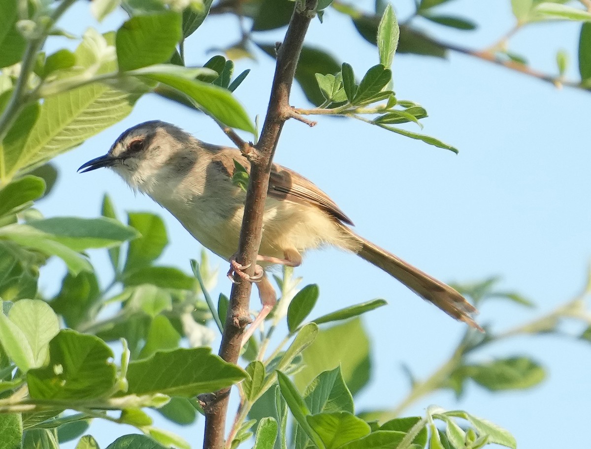 Tawny-flanked Prinia - ML640838249