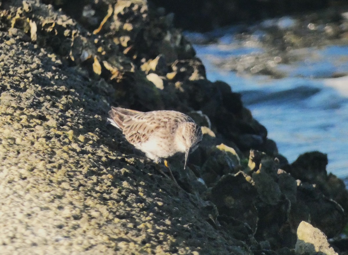 Least Sandpiper - ML640838265