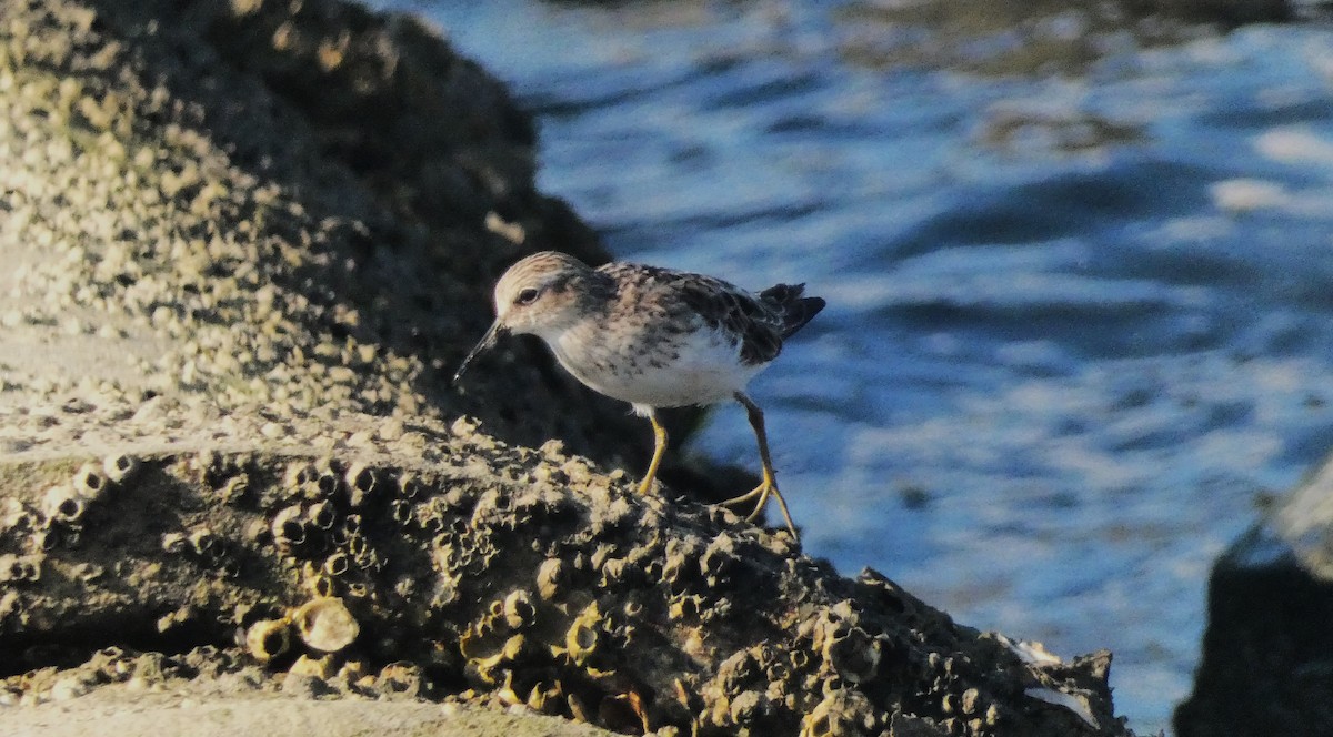 Least Sandpiper - ML640838266