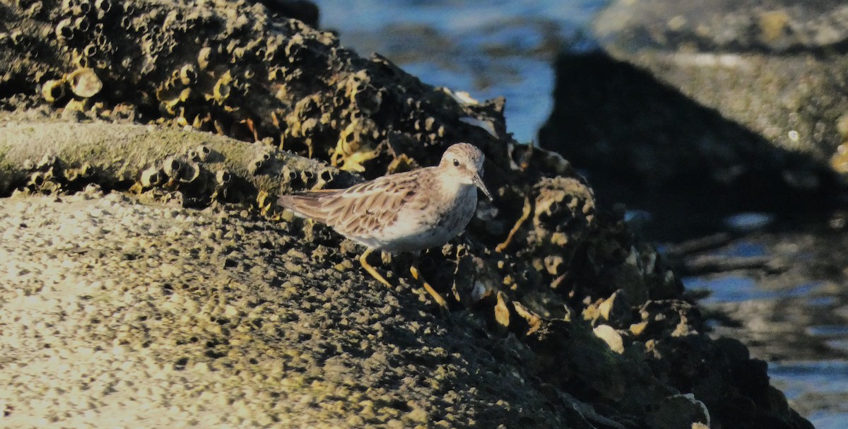 Least Sandpiper - ML640838267