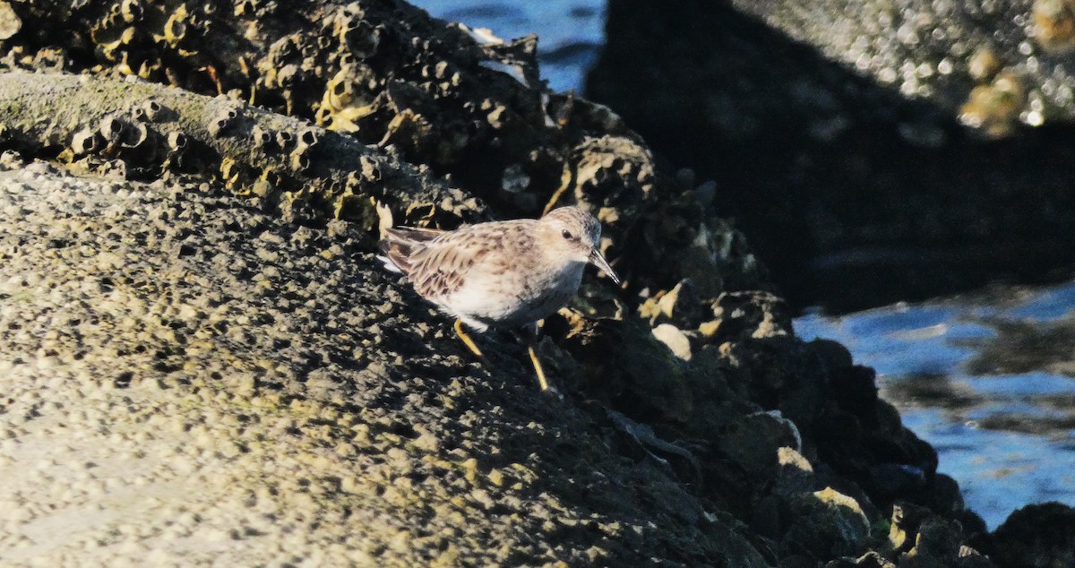 Least Sandpiper - ML640838268