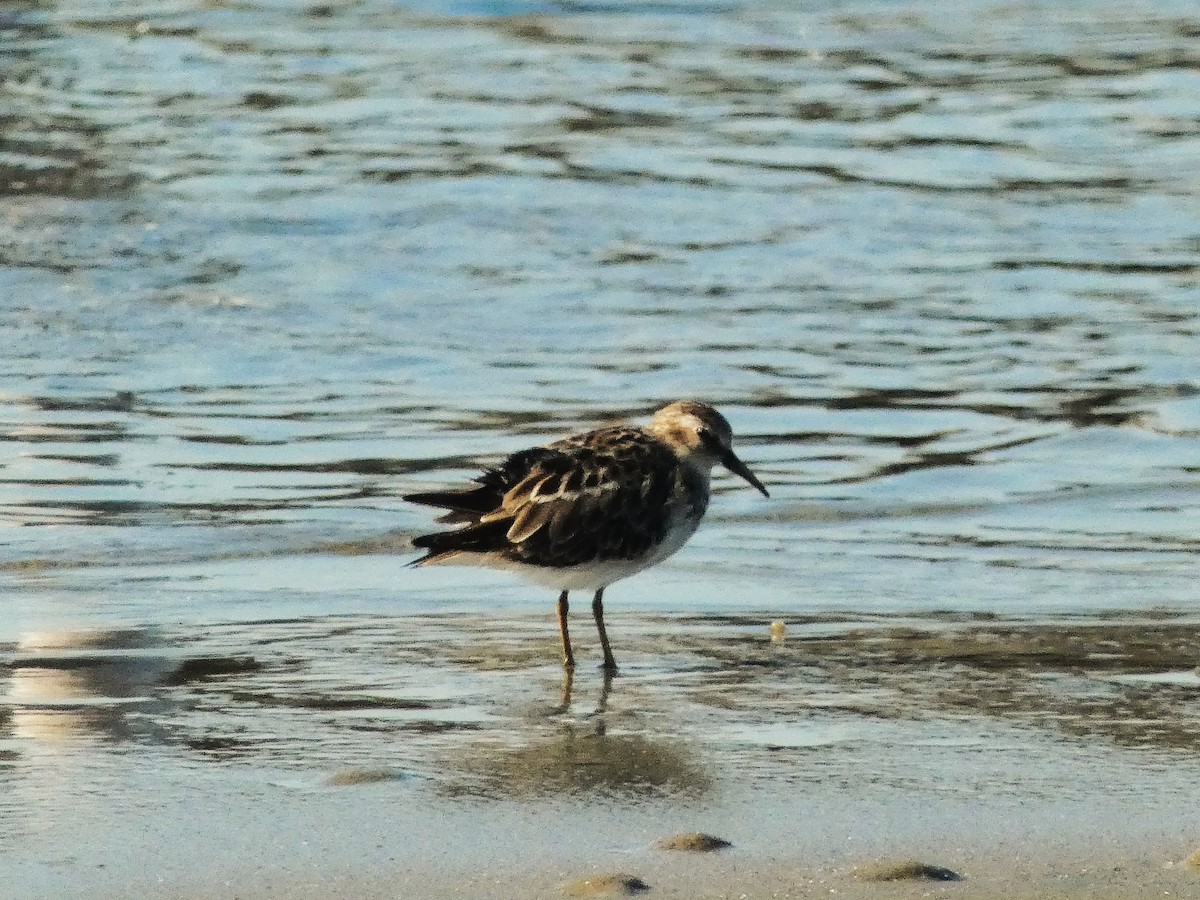 Least Sandpiper - ML640838269