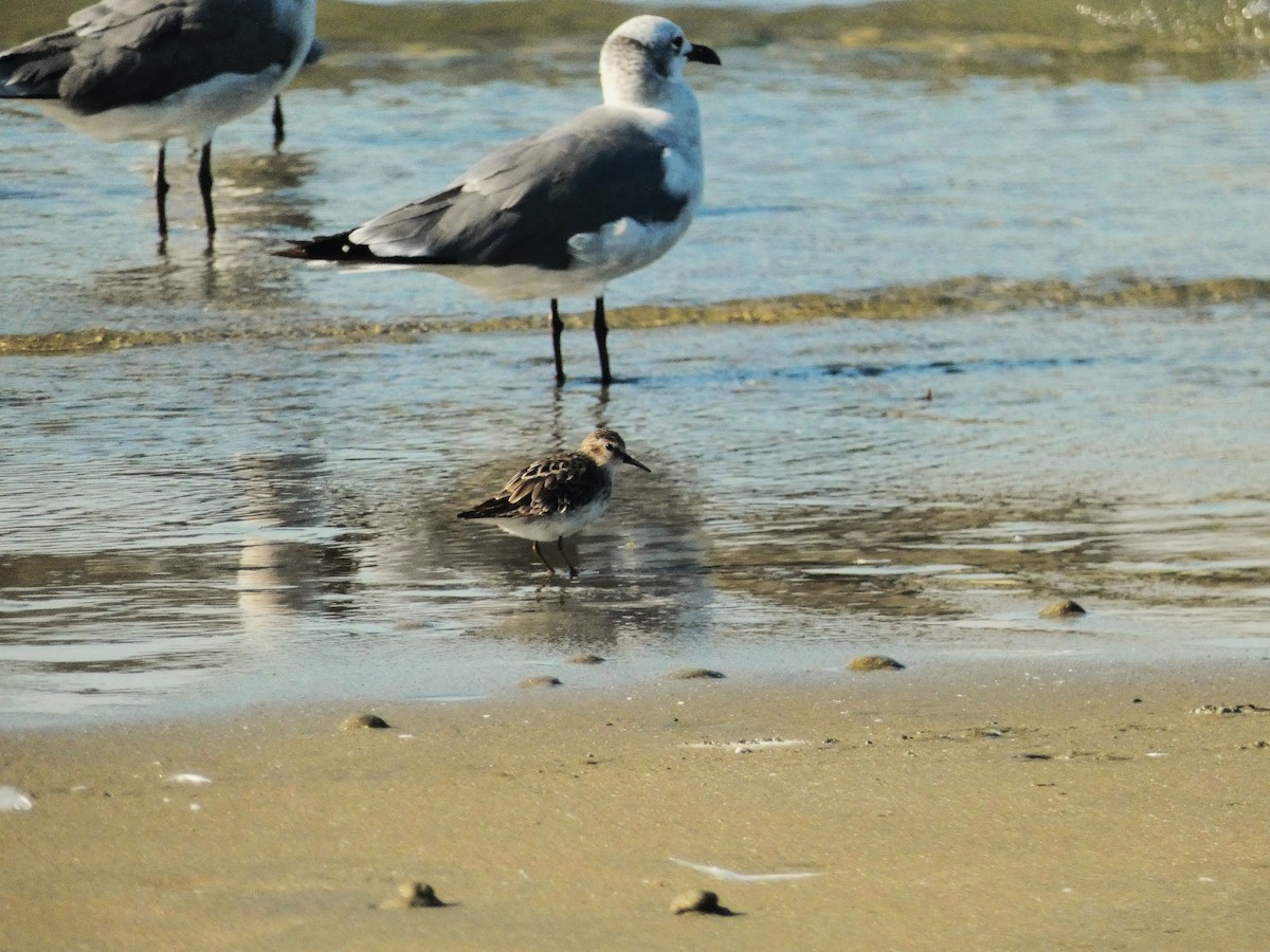 Least Sandpiper - ML640838270