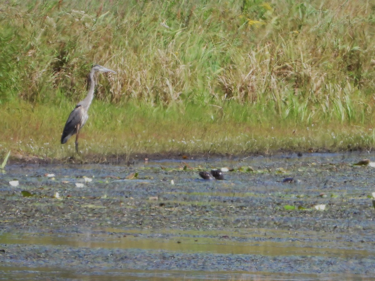 New World River Otters - ML640838319