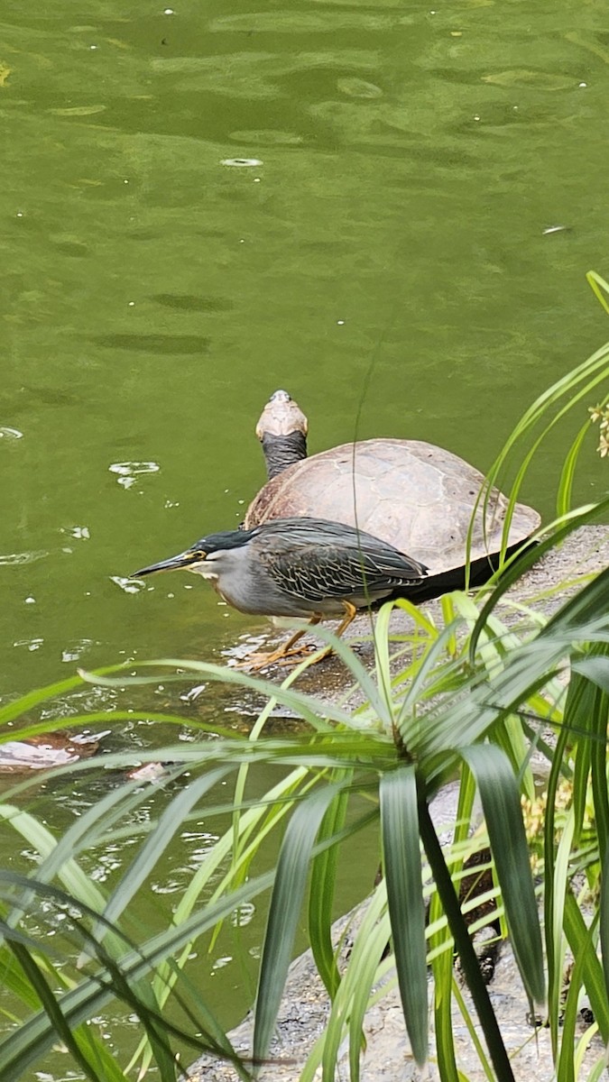 Striated Heron - ML640838330
