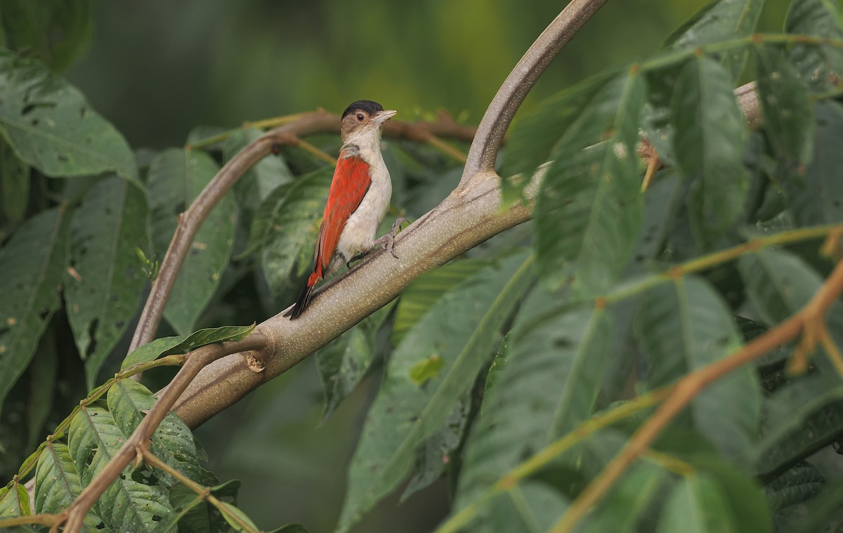 Scarlet-backed Woodpecker - ML640838331