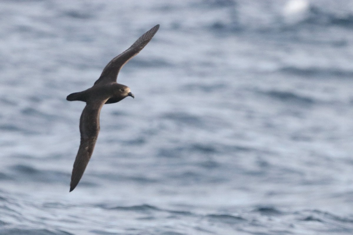 Gray-faced Petrel - ML640838336