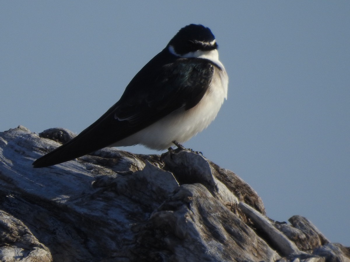 White-rumped Swallow - ML640838337