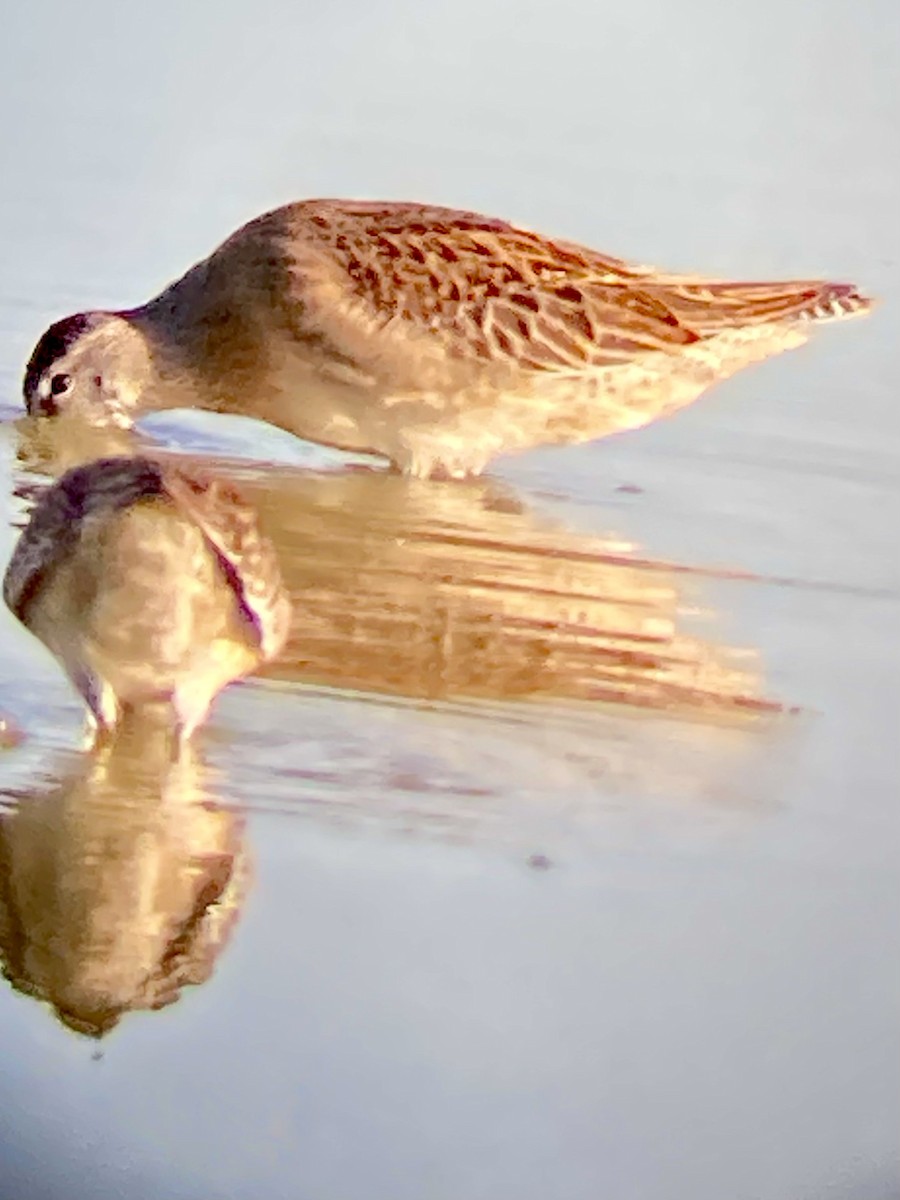 חרטומנית קצרת-מקור - ML640838365