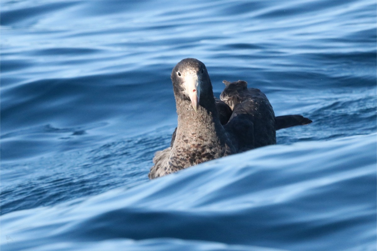 Northern Giant-Petrel - ML640838391