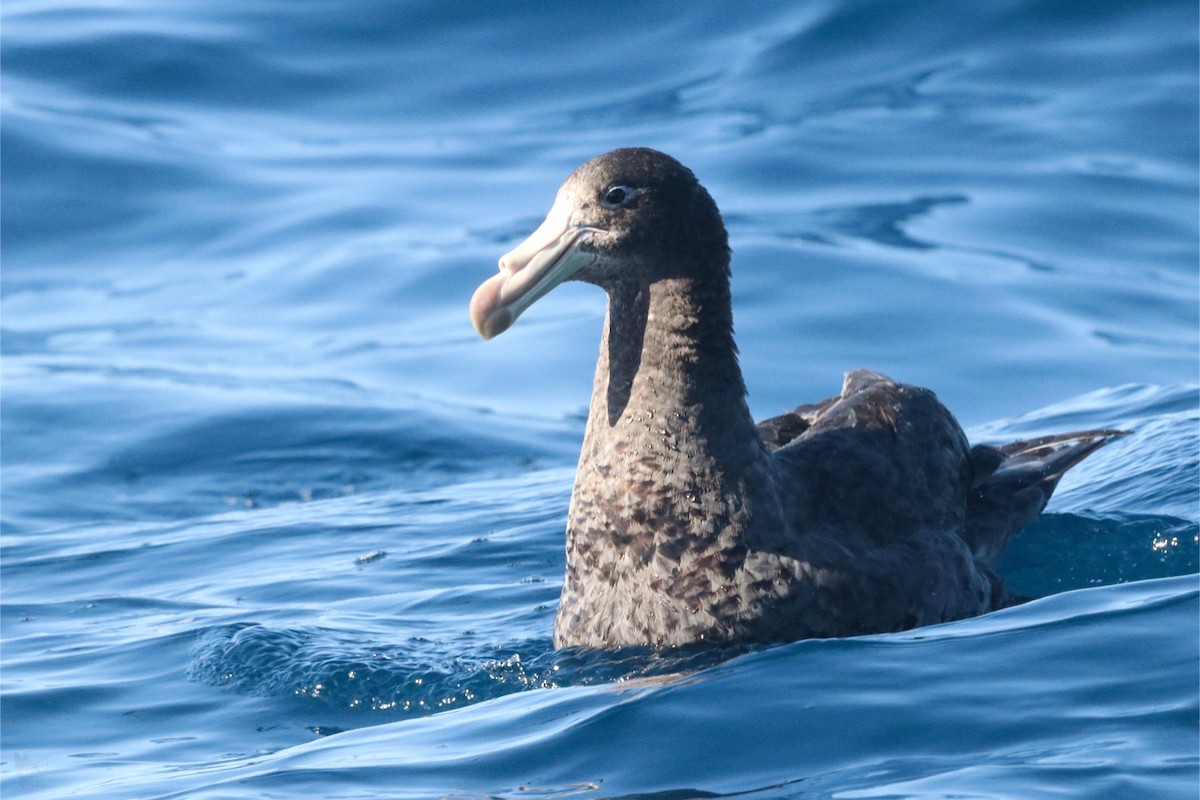 Northern Giant-Petrel - ML640838392