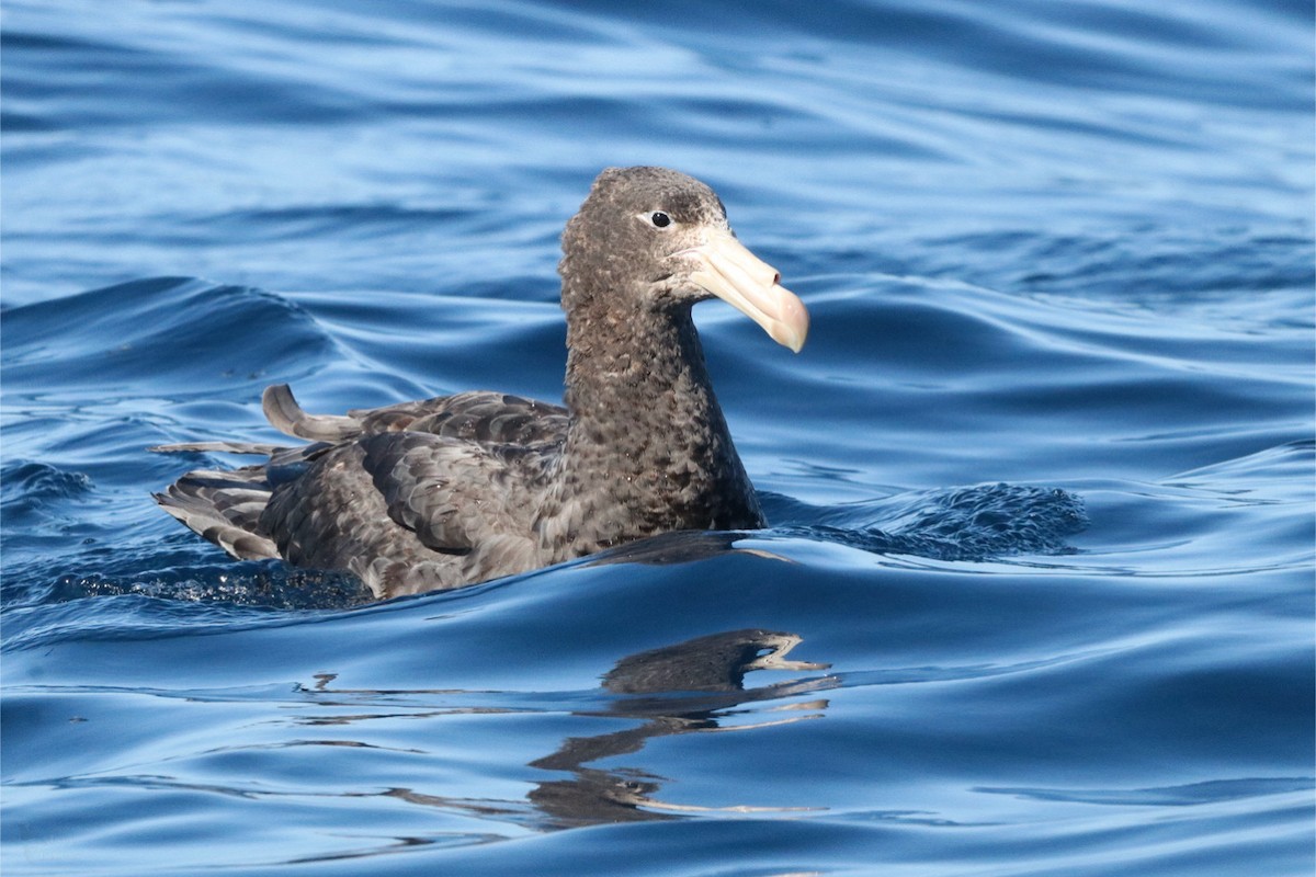 Northern Giant-Petrel - ML640838393
