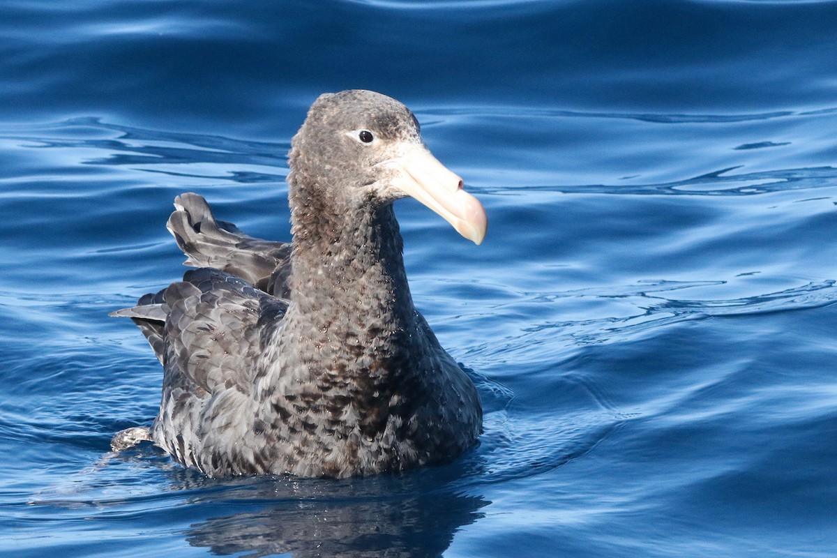 Northern Giant-Petrel - ML640838394
