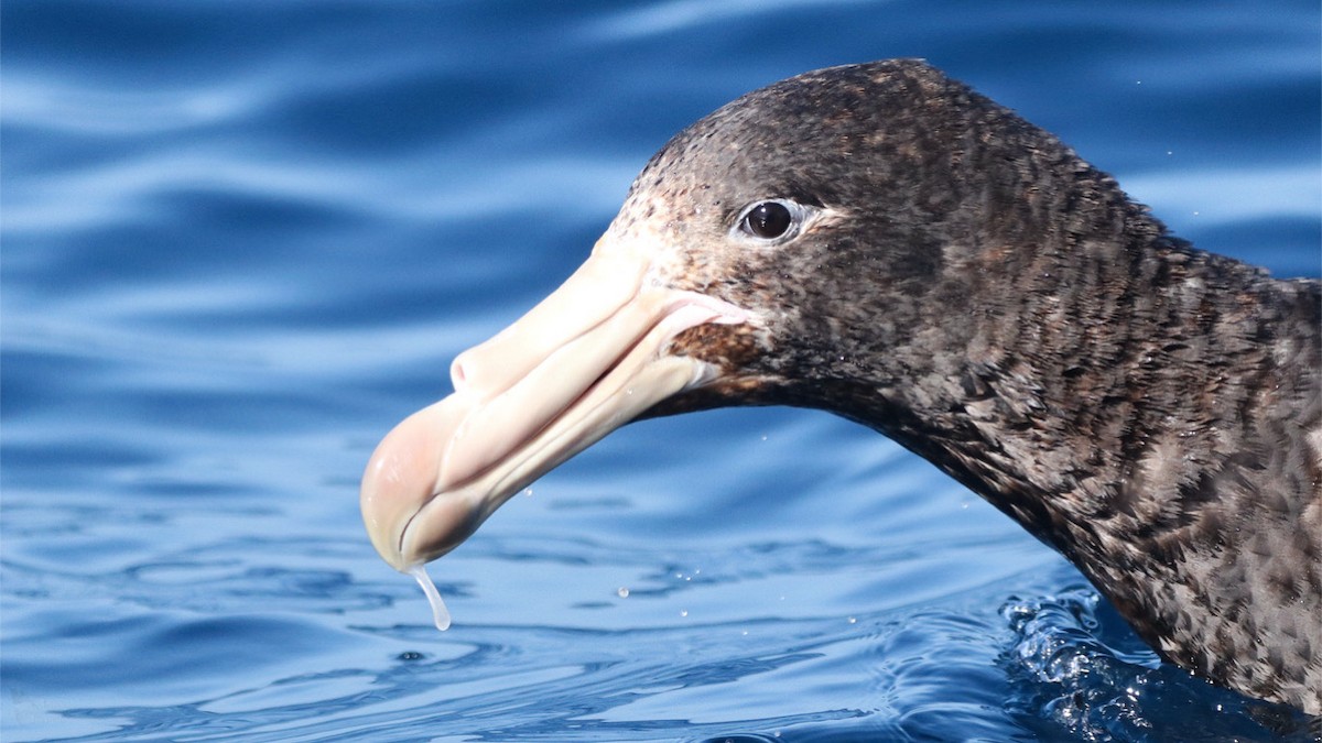 Northern Giant-Petrel - ML640838395