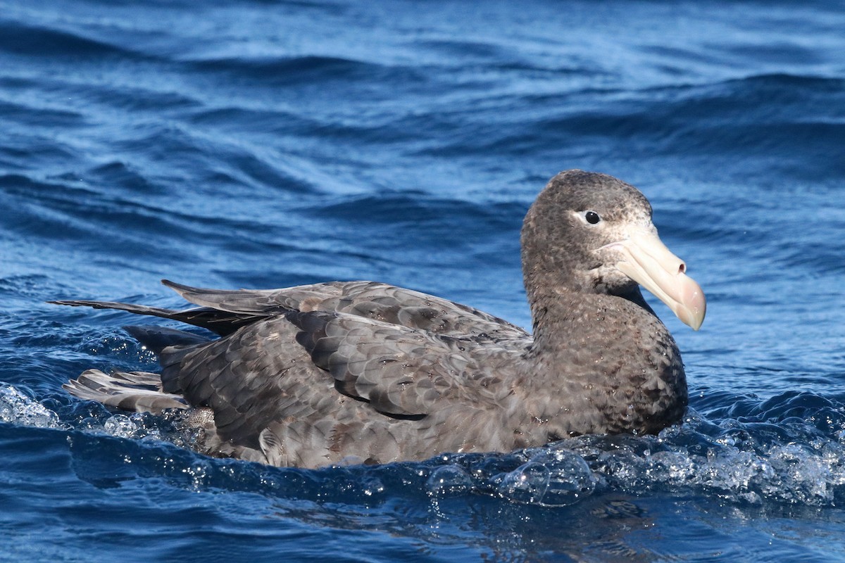 Northern Giant-Petrel - ML640838396