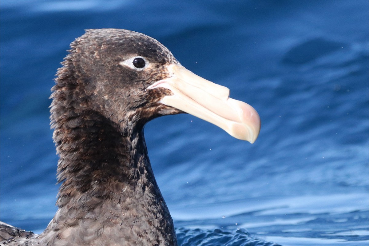 Northern Giant-Petrel - ML640838397