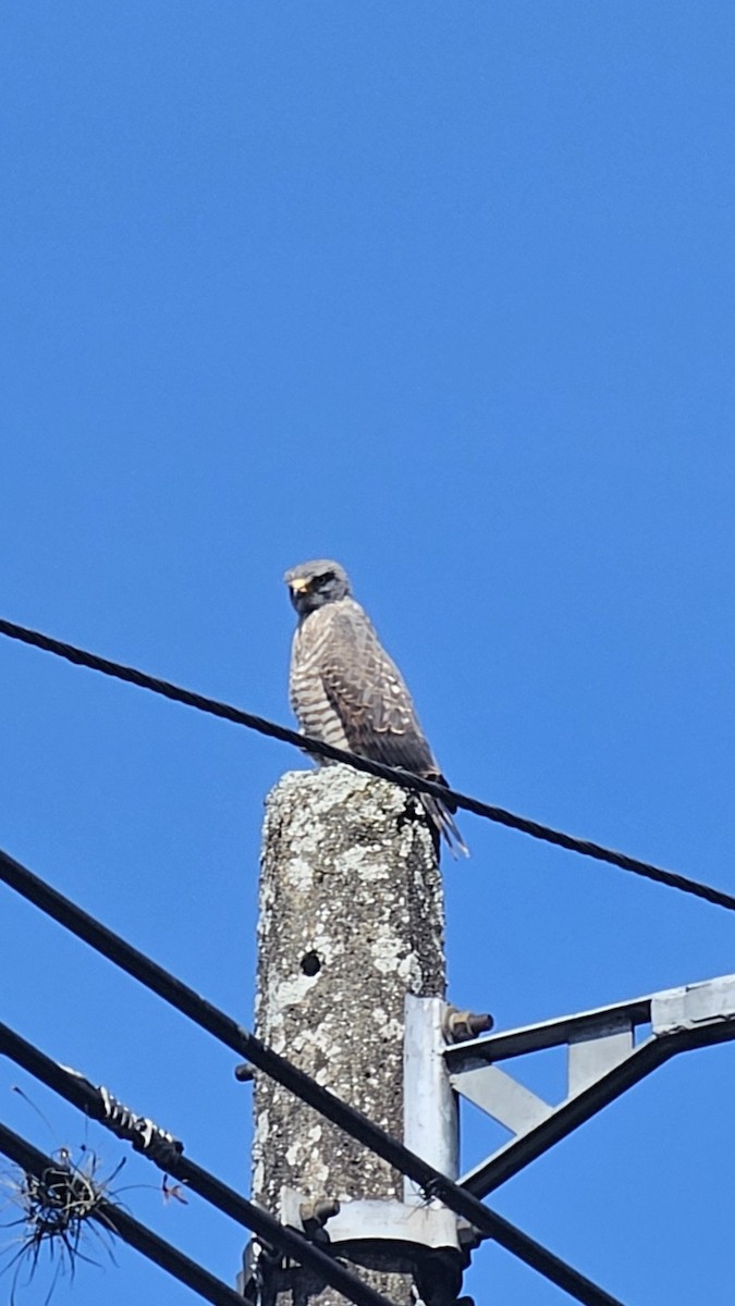 Roadside Hawk - ML640838417