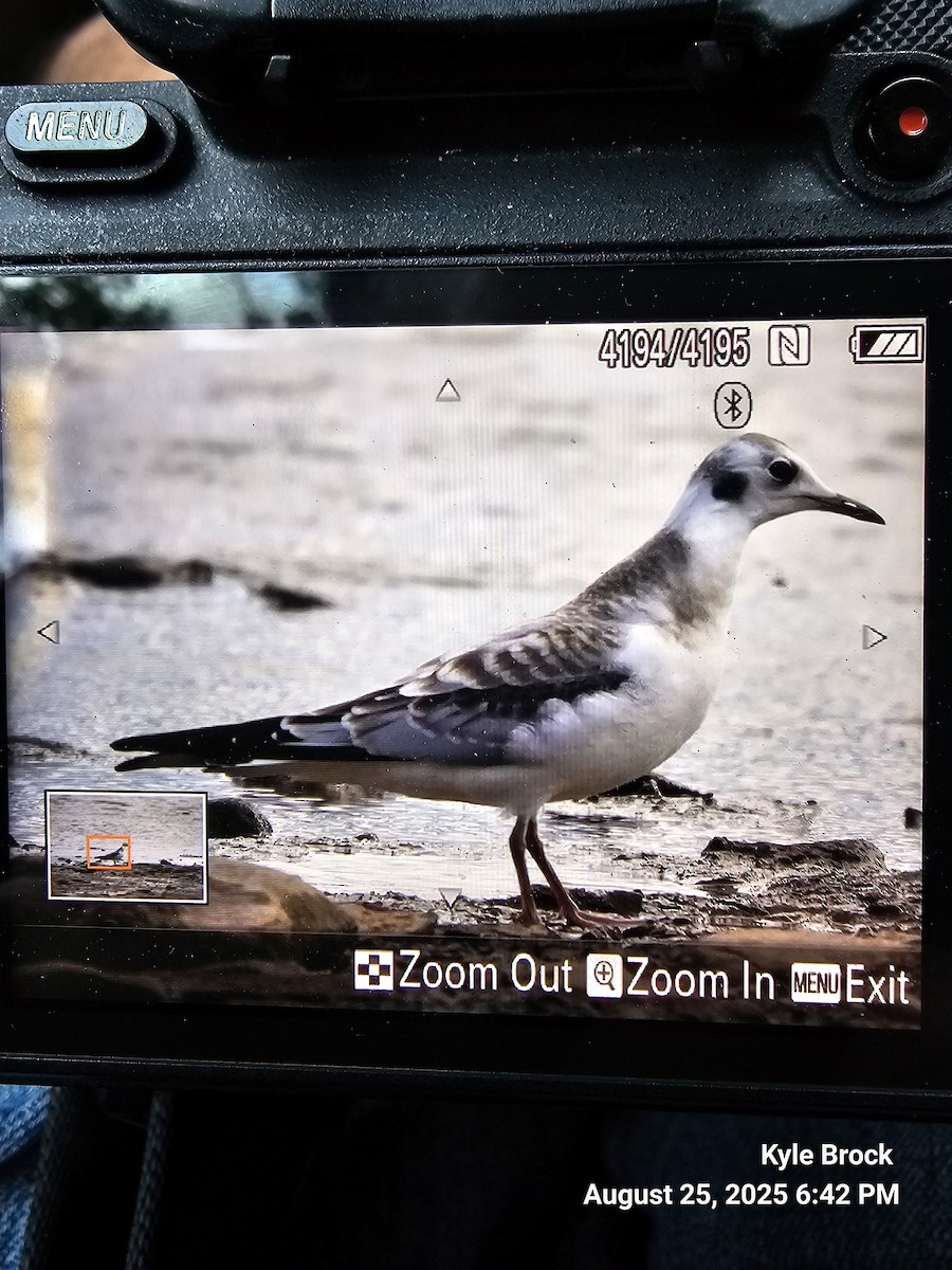 Bonaparte's Gull - ML640838486