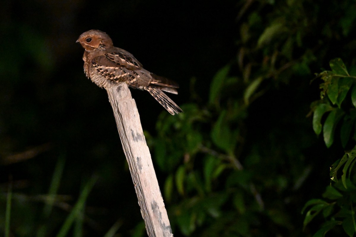 Large-tailed Nightjar - ML640838497