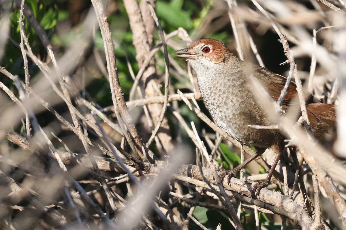 Rufous Bristlebird - ML640838502
