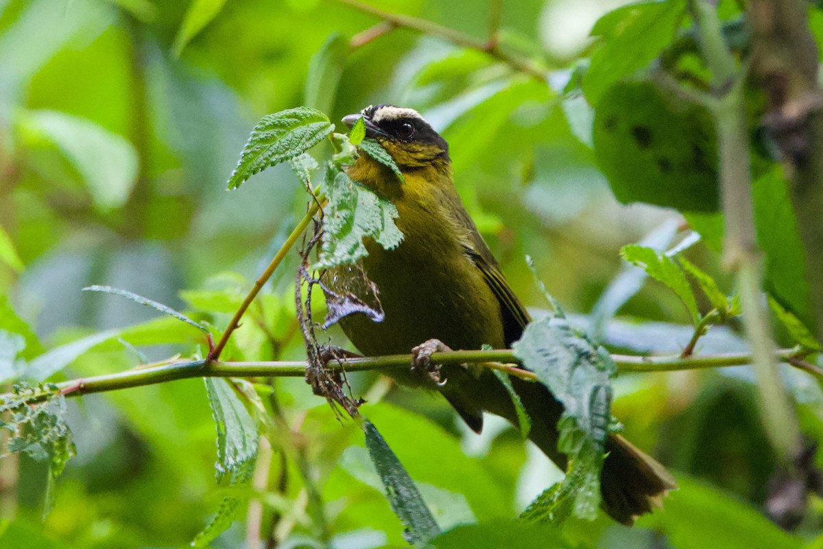 Black-capped Hemispingus - ML640838513