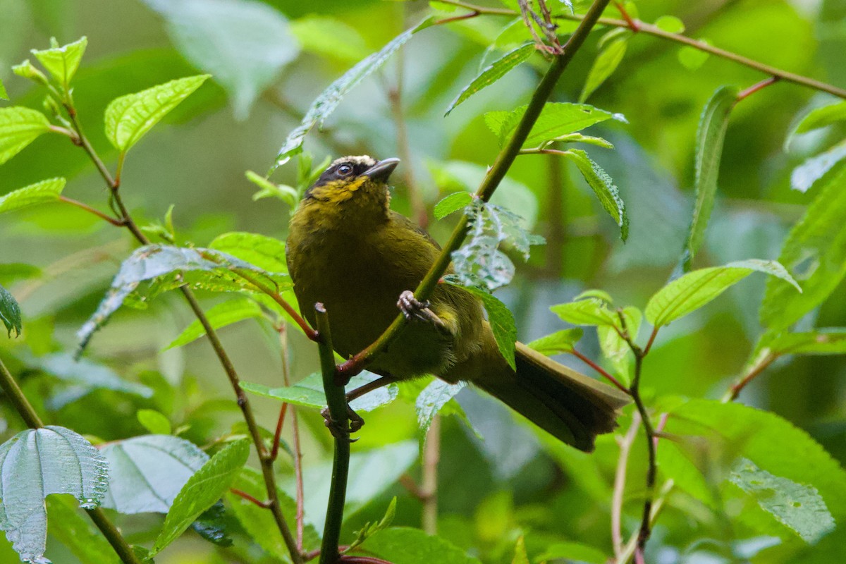 Black-capped Hemispingus - ML640838548