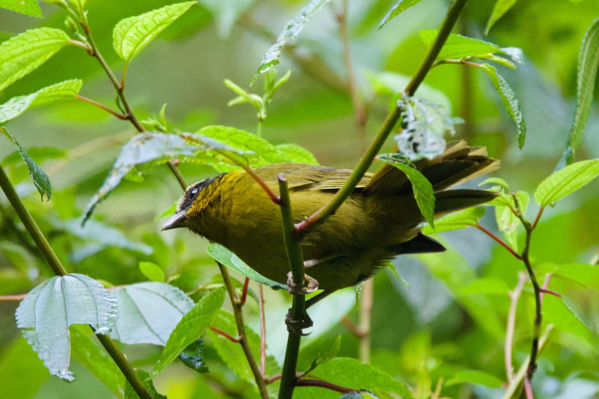 Black-capped Hemispingus - ML640838550