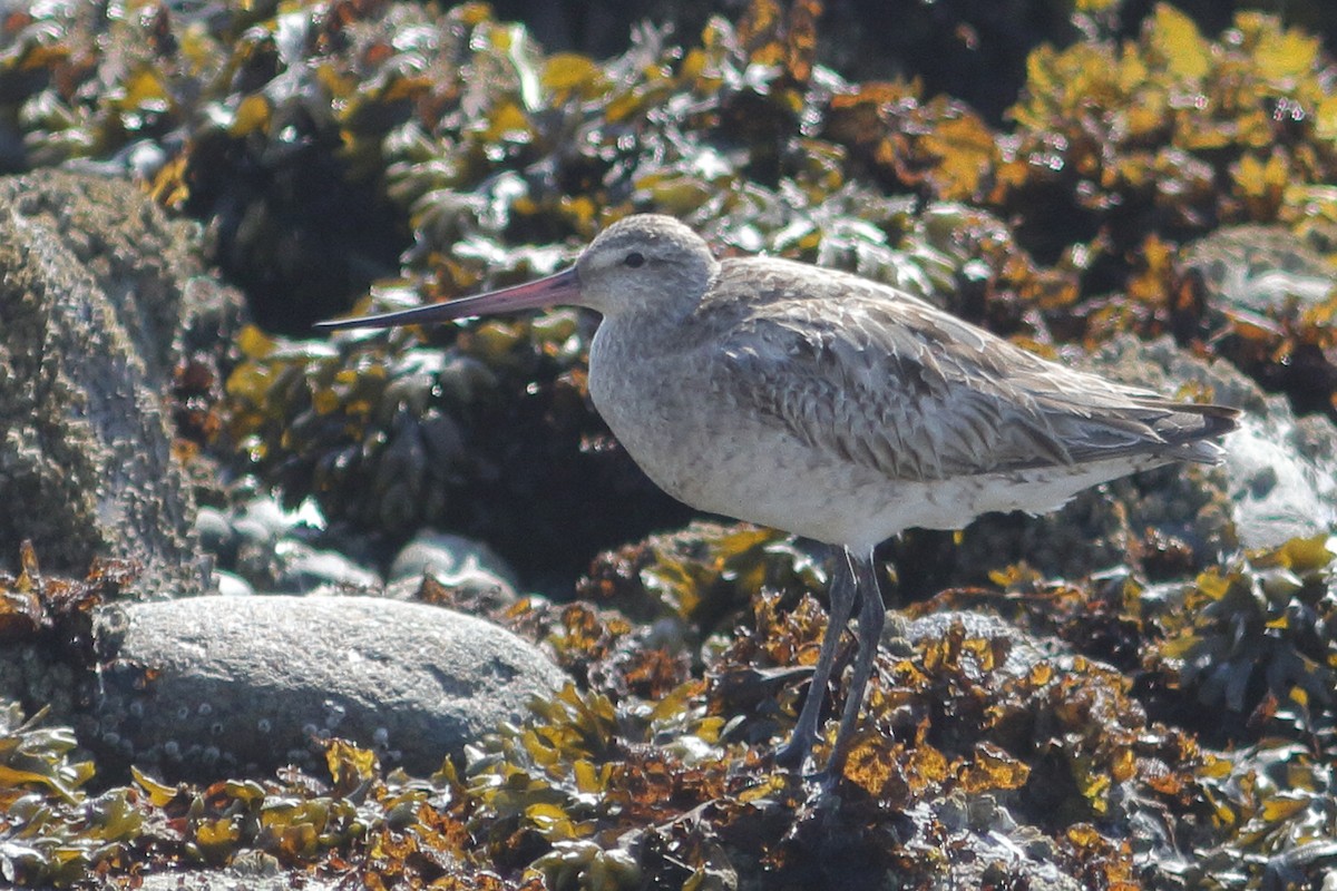 Bar-tailed Godwit - ML640838581
