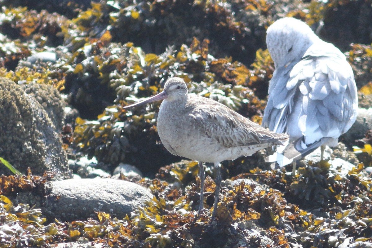 Bar-tailed Godwit - ML640838582