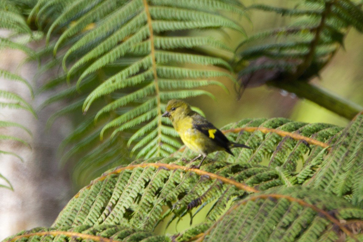 Yellow-bellied Siskin - ML640838588