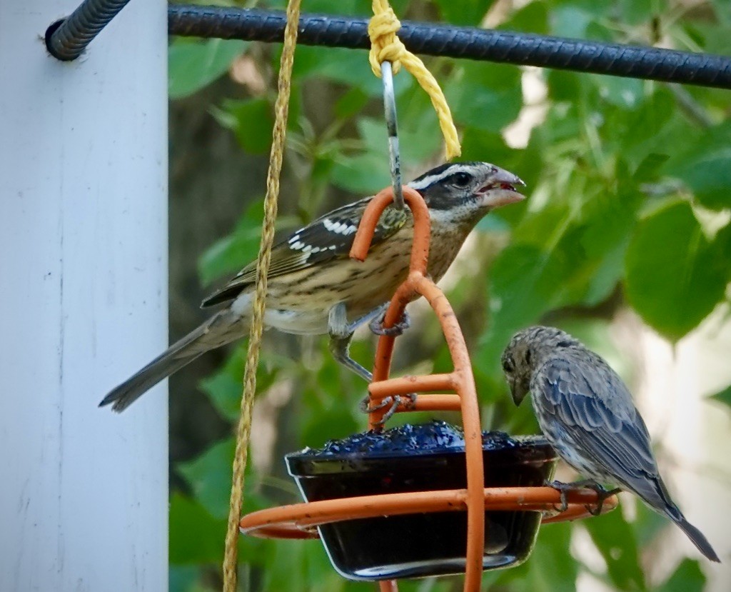 Rose-breasted Grosbeak - ML640838662